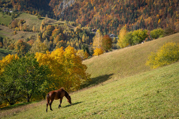 a horse in the middle of the open field grazing grass