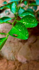 A fly is sitting on a green leaf