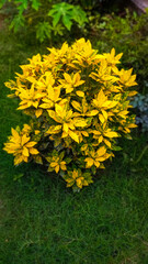 yellow flowers in the garden, Understanding the Color Yellow