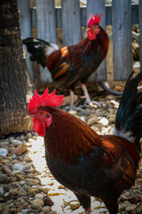 Lively pair of roosters in a crowded chicken coop