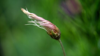 a photo of a grass plant with some flowers inside it