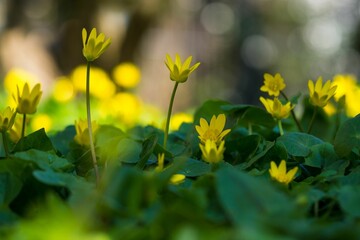 several small yellow flowers growing in the grass with one open