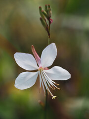 a close up of a flower with green leaves in the background