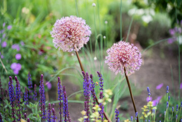 Vibrant garden scene featuring a variety of colorful flowers in the background.