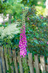 Closeup of lady's glow flower in the garden.