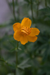 Closeup of Trollius chinensis flower.