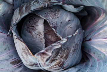 Close-up of a cabbage flower head with vibrant colors of purple, white and red.