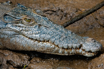 a Crocodile laying in a muddy field with brown ground and a stick