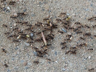 some black anthill ants in a sand patch in the grass