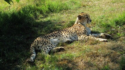 a cheetah laying down on the ground in the sun