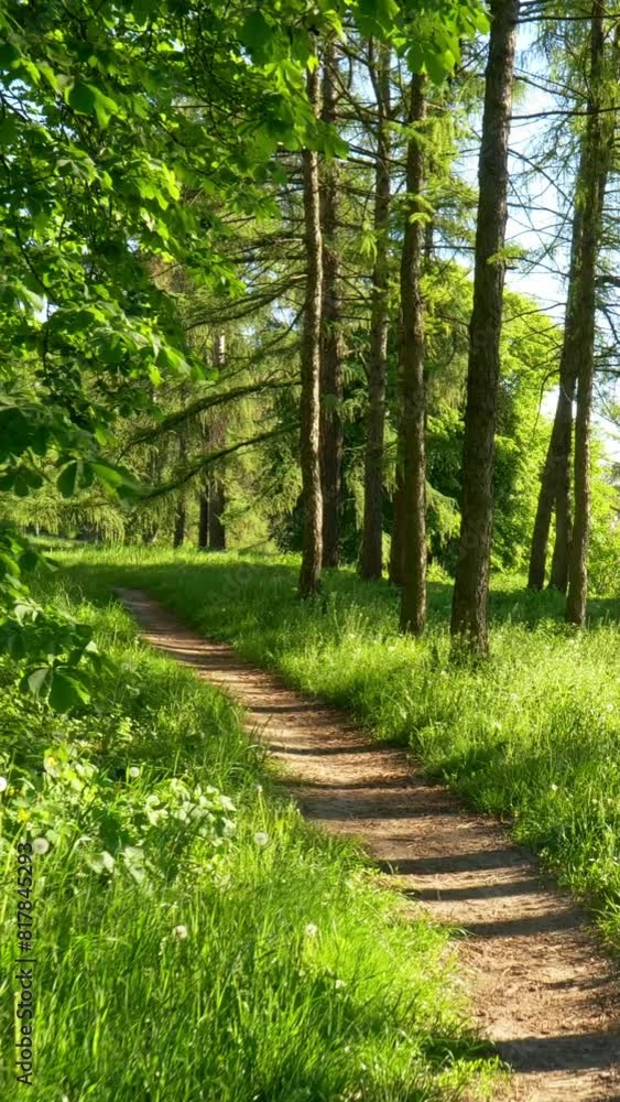 Poster walking path in sunny urban forest in summer time among regular and evergreen trees. green park with