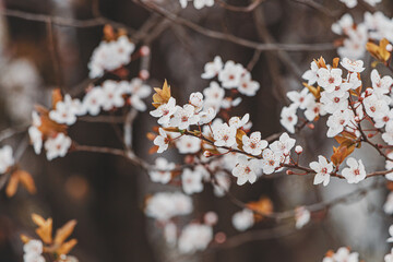 A colorful close-up captures the intricate details of a cherry blossom in full bloom