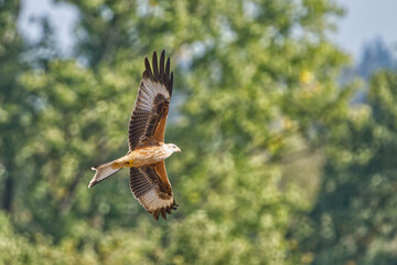 Red kite (Milvus milvus) soaring gracefully through the sky, framed by a lush canopy of trees
