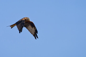 Obraz premium Red kite (Milvus milvus) soaring gracefully through the blue sky