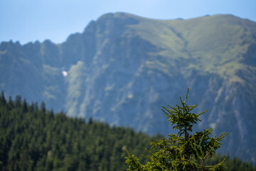 Majestic evergreen tree on a lush ridge, with majestic mountains in the distance