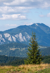 Fototapeta premium Majestic evergreen tree on a lush ridge, with majestic mountains in the distance