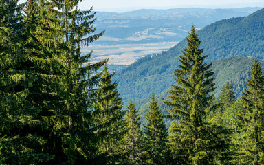 Lush forest enveloped by an enchanting array of trees, with majestic mountains in the backdrop