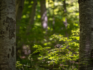 Lush forest enveloped by an enchanting array of trees