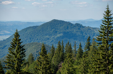 Lush forest enveloped by an enchanting array of trees, with majestic mountains in the backdrop