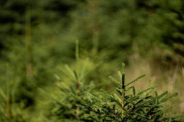 Vibrant green fir tree in the foreground, surrounded by a lush landscape of trees and grass