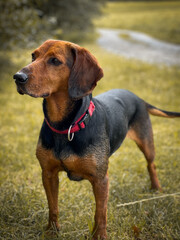 Adorable Schiller Hound outdoors, attentively searching its surroundings for food