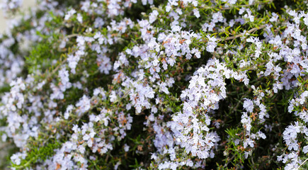 Rosemary plant, Fresh herb in the garden