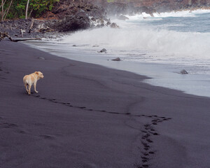 Kehena black sand beach in the Big Island's Puna district, Hawaii