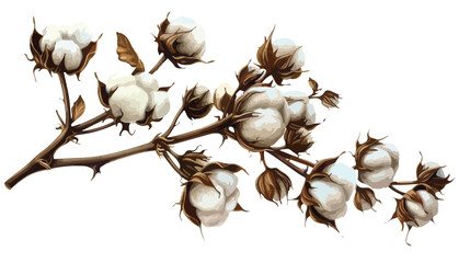 Dried branch of cotton flower bolls. Field plant with
