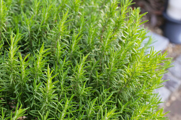Rosemary plant, Fresh herb in the garden