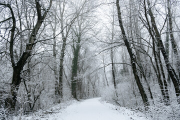 Fototapeta premium Snow-covered road flanked by towering trees
