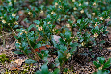 High-quality close-up shot of bearberry plants with unripe berries, growing in their natural forest habitat. Perfect for nature, botanical, and wilderness-themed projects