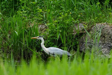 獲物を狙うアオサギ
