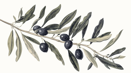 Elegant botanical drawing of olive or Olea Europaea t