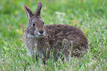A very close-up shot of a wild brown rabbit in some lush green grass.