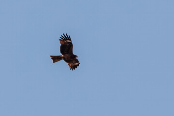 a large bird flying through the sky over some grass and trees
