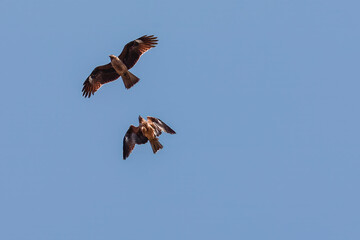 Two hawks soaring in the sky.