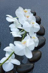 White orchid flowers and black spa stones on the gray background.