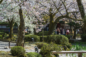 金沢 兼六園の春景色