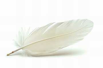 A white feather lying on the ground - Powered by Adobe