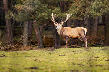 Majestic deer grazing peacefully in a serene forest setting