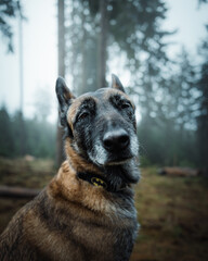 Curious canine in the woodland gazes attentively at an intriguing object below