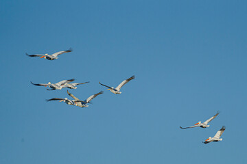 Pelicans fly over the sea