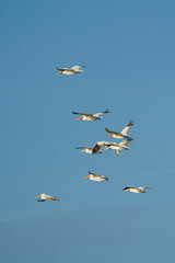 white pelicans flying together in formation, in the clear blue sky