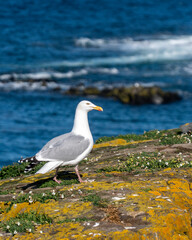 White seagull perched on moss-covered rocks