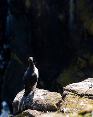 Black and gray spectacled guillemot (Cepphus carbo) perched on a rock