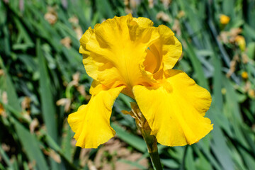 Close up of one large delicate yellow iris flower in a sunny spring garden, beautiful outdoor...