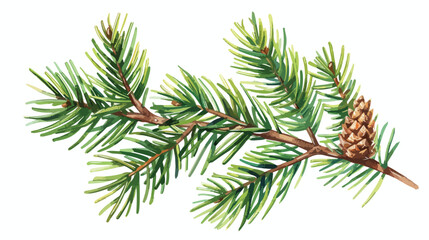 Fir tree branch with green needles and cone. Evergree