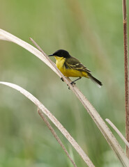 Black headed yellow wagtail perched