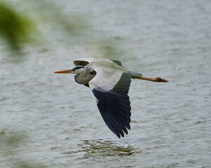 Grey heron in flight over a lake