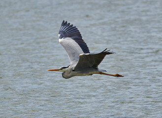 Grey heron in flight over a lake